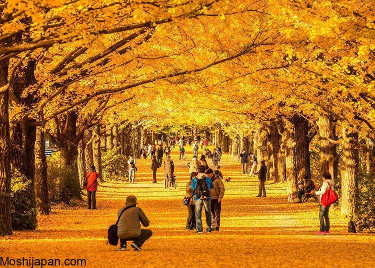 About 8 Autumn Color Destinations in Tokyo Japan 2024 1