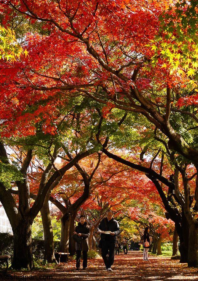 About 8 Autumn Color Destinations in Tokyo Japan 2024 4