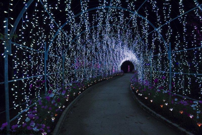 Coming with Ibaraki Flower Park Illumination Japan 2024 2