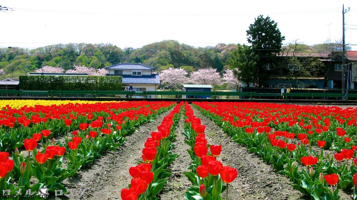 Discover Hamura Tulip Festival Japan 1