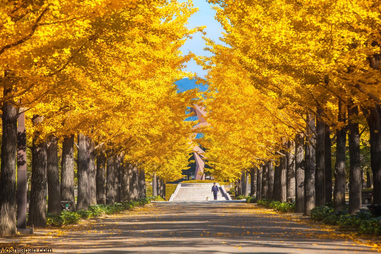 Discovering Tokyo's Top Ginkgo Tree Destinations in Japan 1