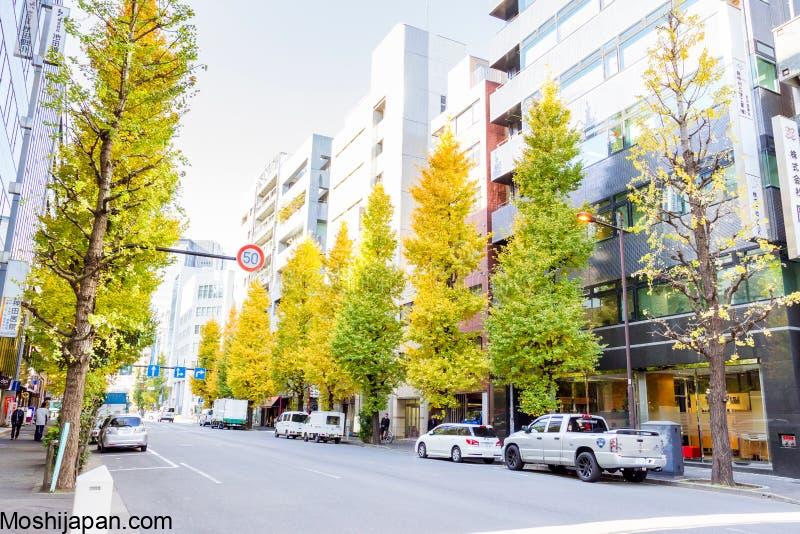 Discovering Tokyo's Top Ginkgo Tree Destinations in Japan 2