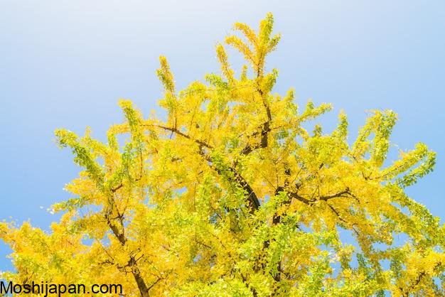 Discovering Tokyo's Top Ginkgo Tree Destinations in Japan 3