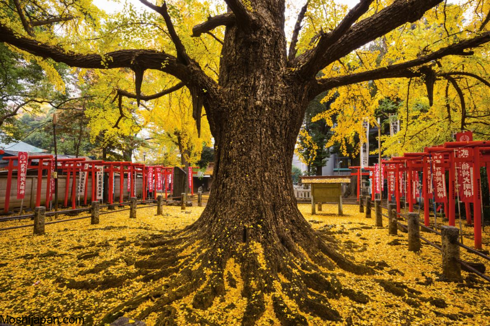 Discovering Tokyo's Top Ginkgo Tree Destinations in Japan 4