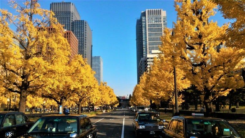 Discovering Tokyo's Top Ginkgo Tree Destinations in Japan 5