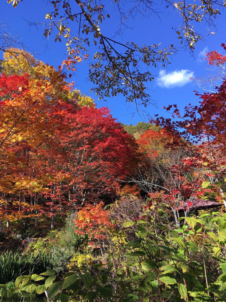 Seeing autumn leaves (紅葉) in Hokkaido 北海道 1