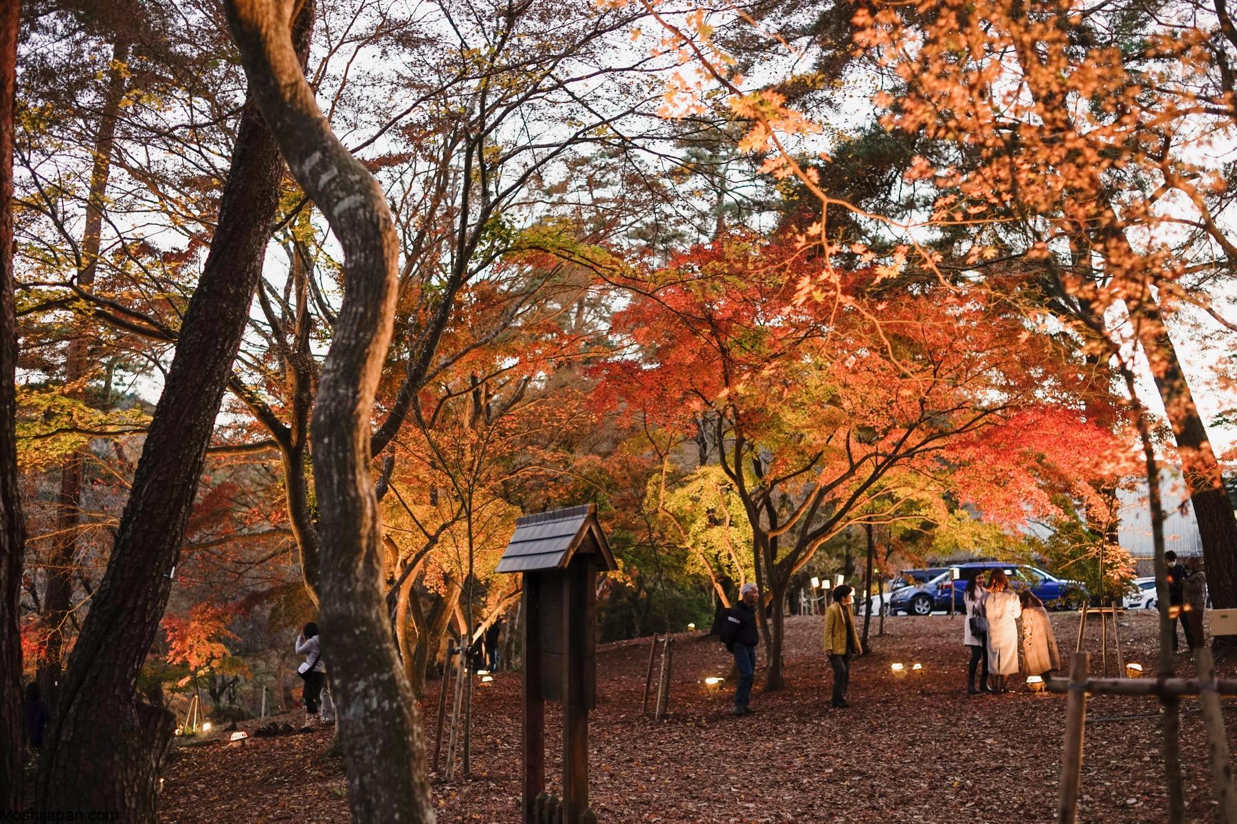 Seeing autumn leaves (紅葉) in Kanto 関東 3