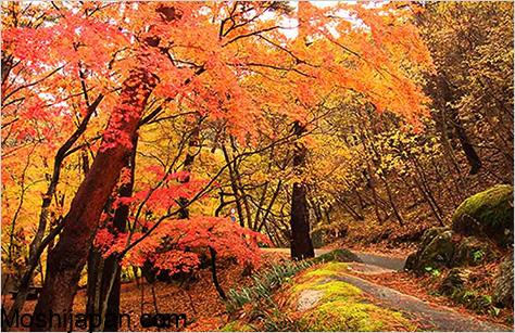 Seeing autumn leaves (紅葉) in Koshinetsu 甲信越 5