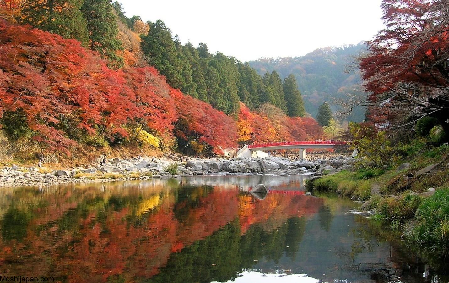 Seeing autumn leaves (紅葉) in Tokai 東海 3