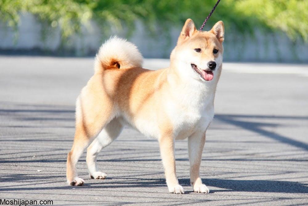 5 nguyên tắc khi ra ngoài cùng chó ở Nhật 2
