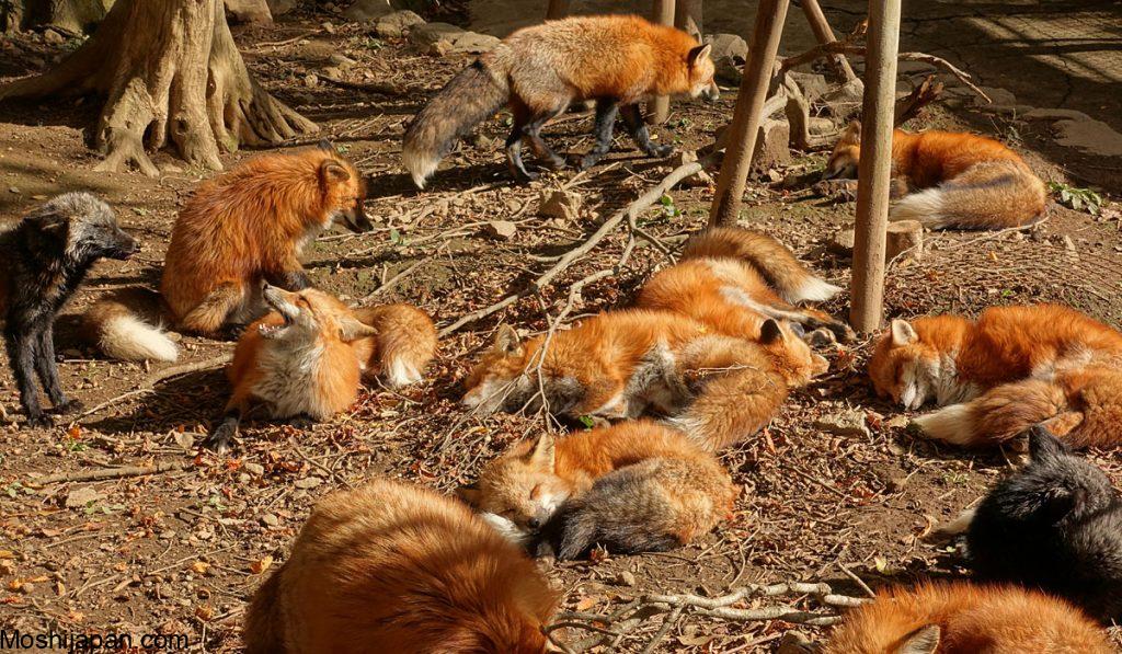 About Fox Village in Zao in Japan 2
