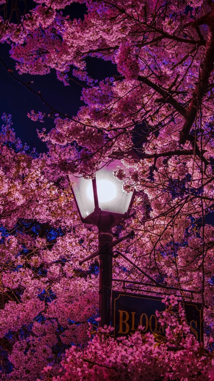 Visiting NAKED Sakura Night Garden in Japan 2