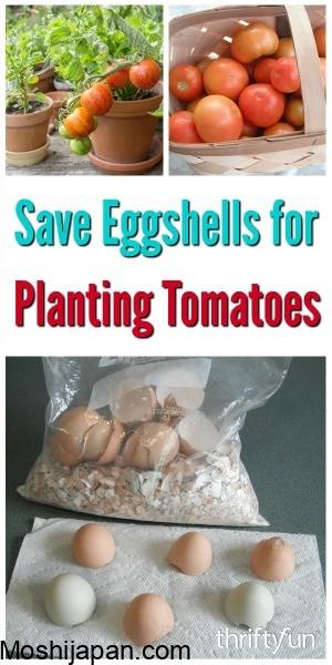 Are Eggshells Good or Bad for Tomatoes? 2