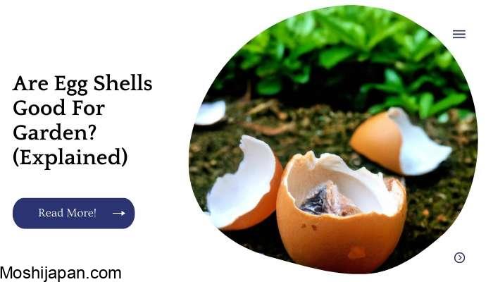 Are Eggshells Good or Bad for Tomatoes? 4
