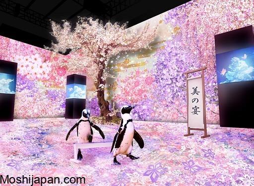 Discover Naked Sakura Aquarium in Japan 1