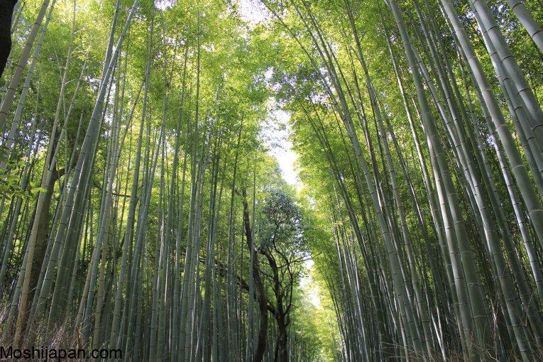 Discovering The Bamboo Forest of Arashiyama Japan 2