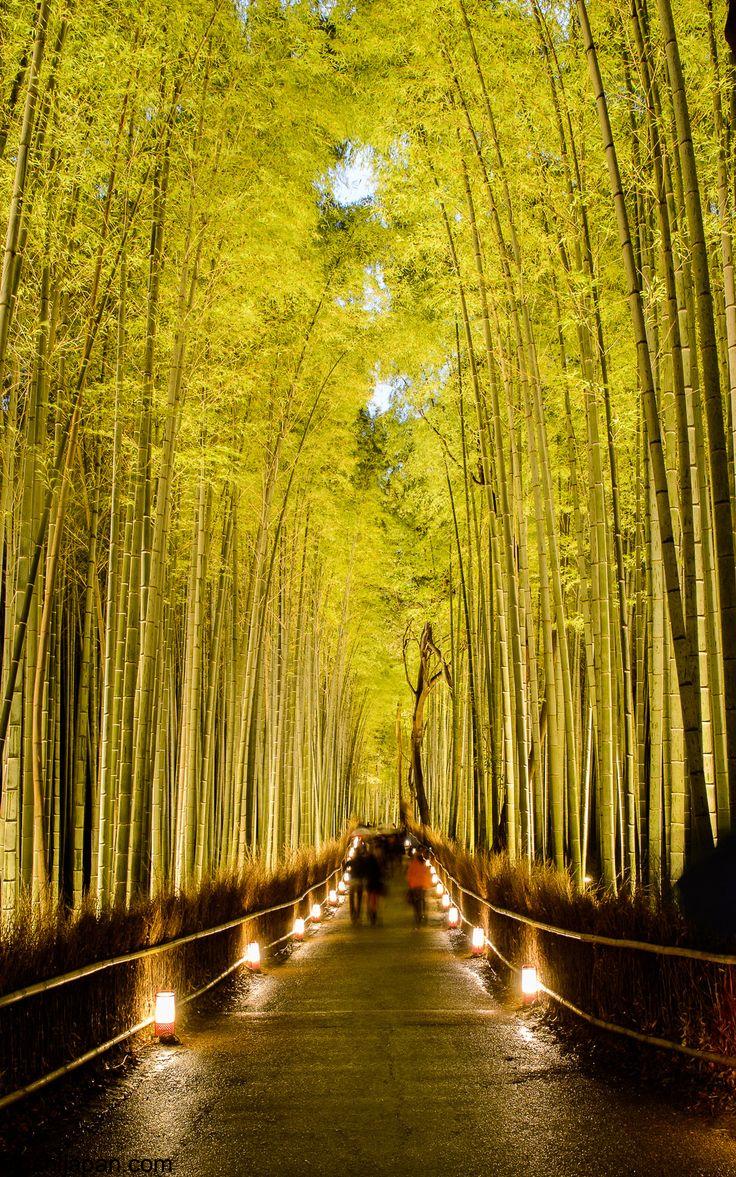 Discovering The Bamboo Forest of Arashiyama Japan 3
