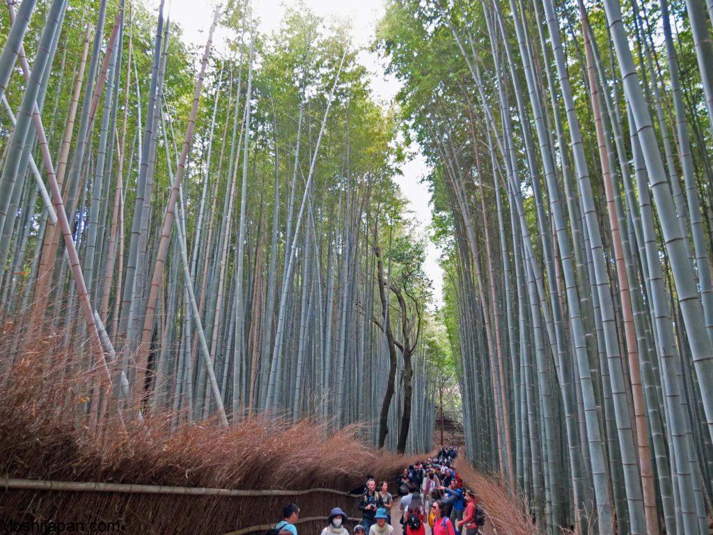 Discovering The Bamboo Forest of Arashiyama Japan 4