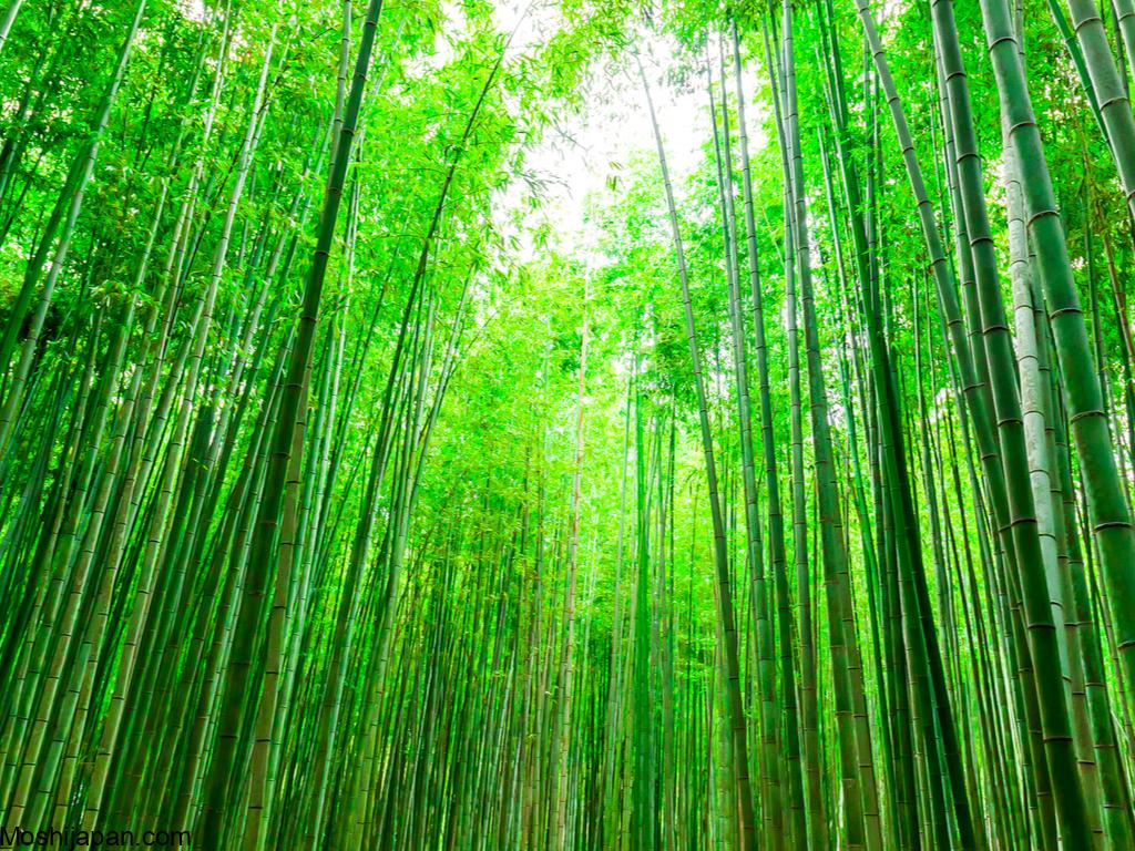 Discovering The Bamboo Forest of Arashiyama Japan 5