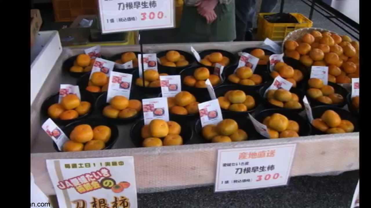 Guide to Picking Persimmon in Katsuragi in Japan 4