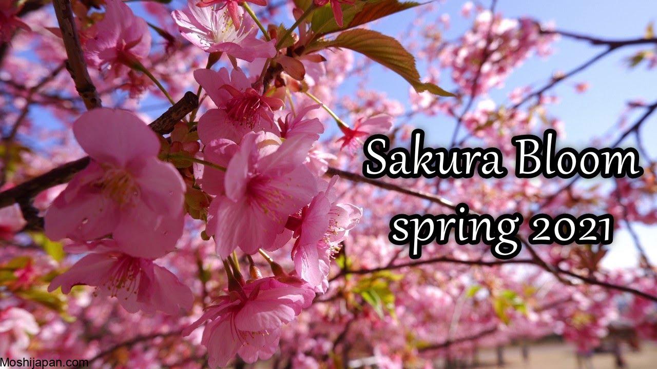 Guide to Sakura Season at Toyama's Matsukawa Park Japan 2024 3