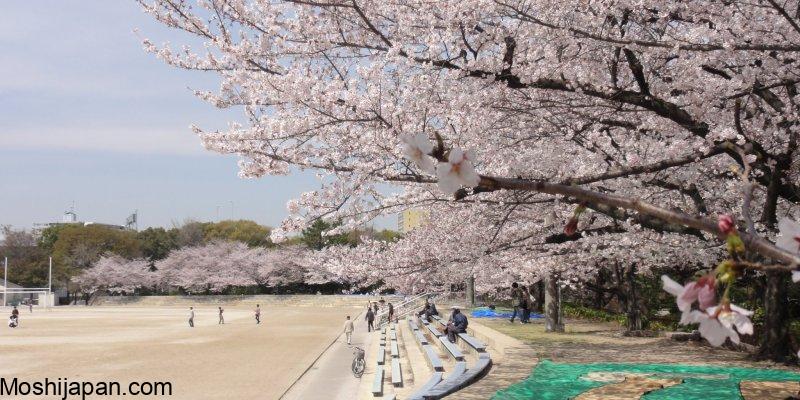 Guide to Sakura Season at Toyama's Matsukawa Park Japan 2024 4