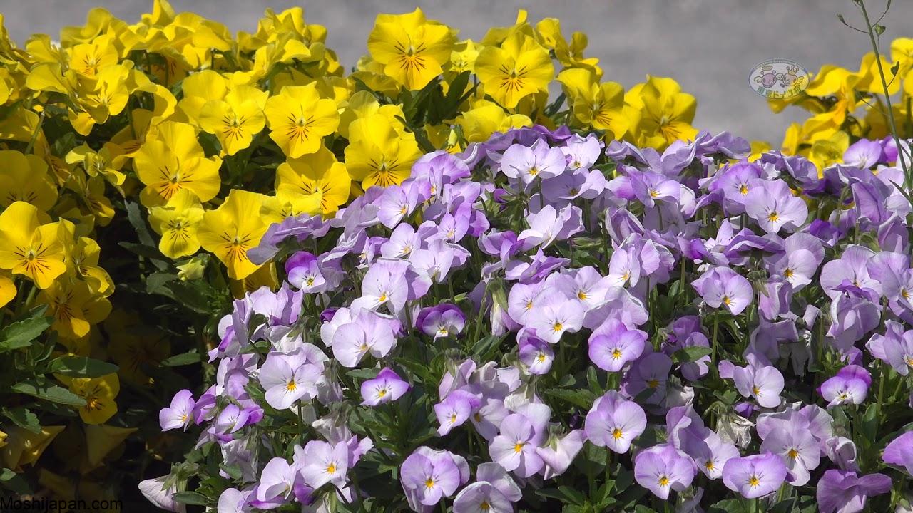Guide to Spring Flowers at Tokyo German Village Japan 2024 4
