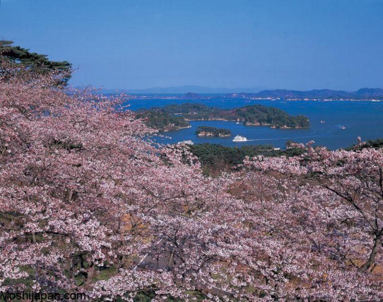 Visiting Four Seasons Cherry Blossom Festival Japan 2024