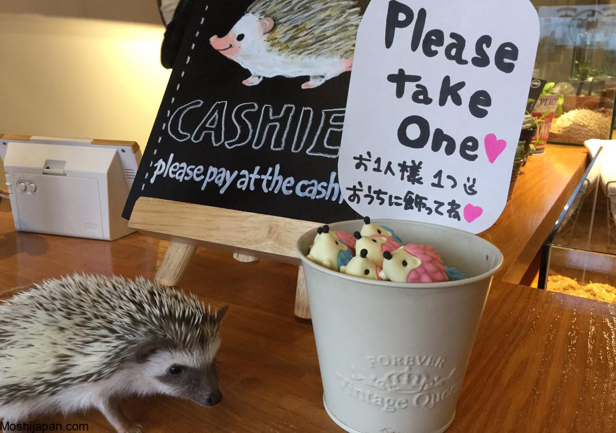 Visiting Harry Hedgehog Cafe Japan 2024 1
