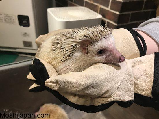 Visiting Harry Hedgehog Cafe Japan 2024 5