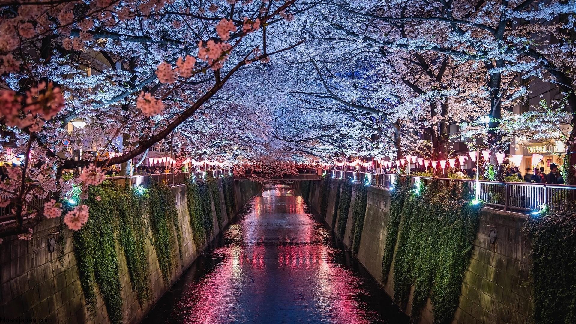 Visiting NAKED Sakura Night Garden in Japan 3
