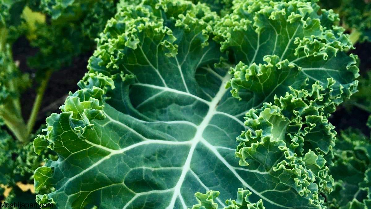 10 Tips For Growing Kale in Pots or Containers 2