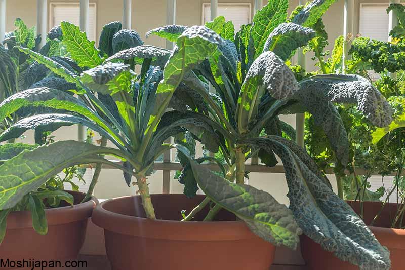 10 Tips For Growing Kale in Pots or Containers 3