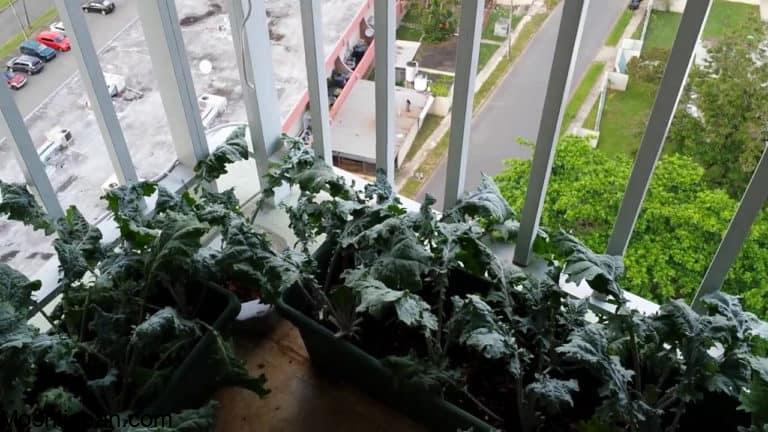 10 Tips For Growing Kale in Pots or Containers 4