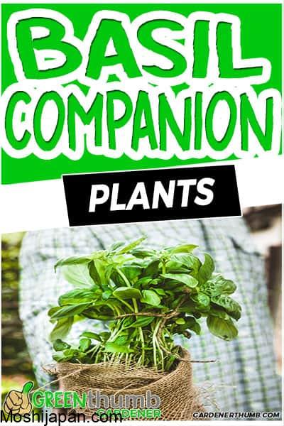 Basil companion plants: The best garden partners for basil plants 4
