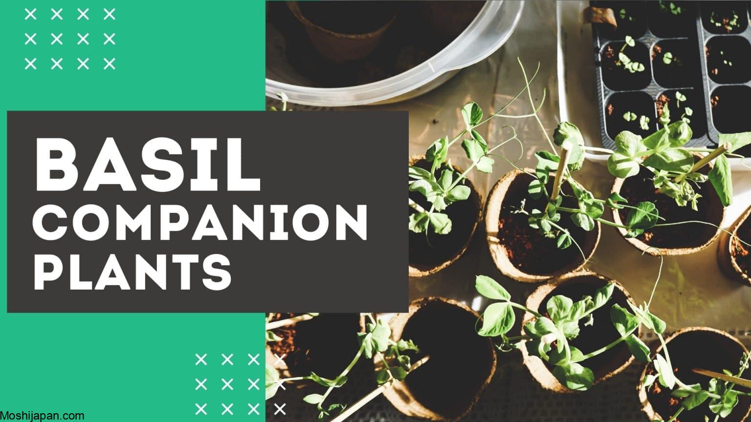 Basil companion plants: The best garden partners for basil plants 2