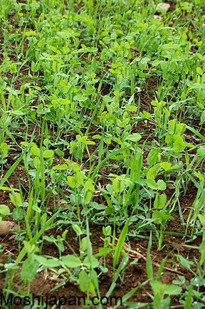 Cover Cropping the Easy Way: How to Grow Austrian Winter Peas to Enrich Your Soil 2