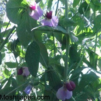 Cover Cropping the Easy Way: How to Grow Austrian Winter Peas to Enrich Your Soil 4