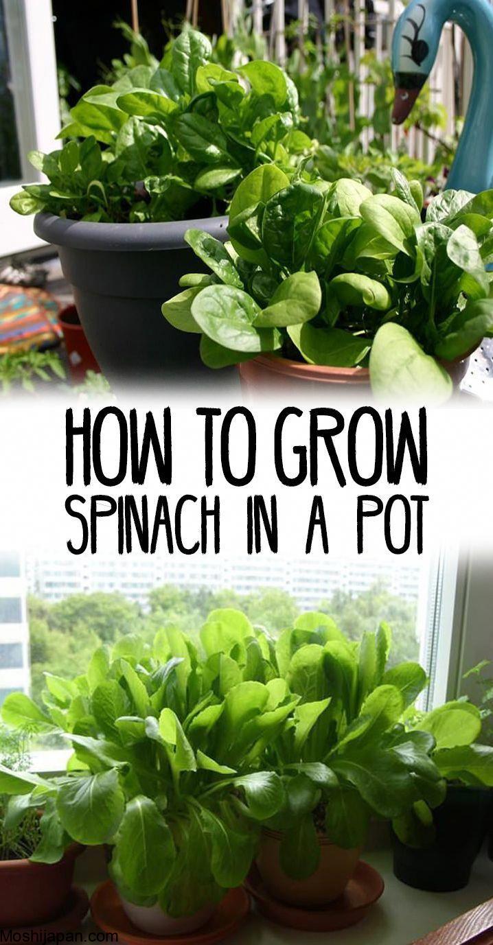 Growing spinach in containers: A seed to harvest guide 4