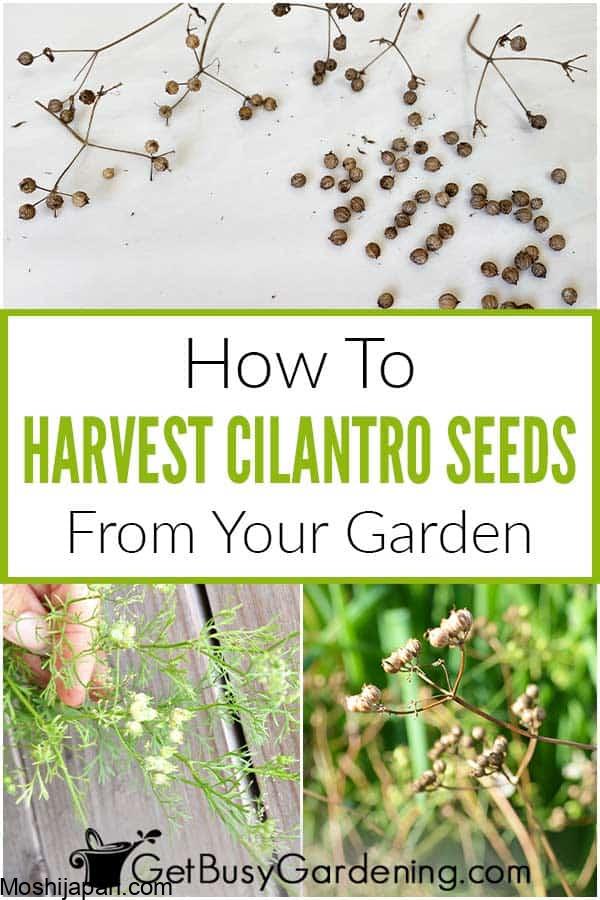 Harvesting cilantro: A step-by-step guide for better yields 1