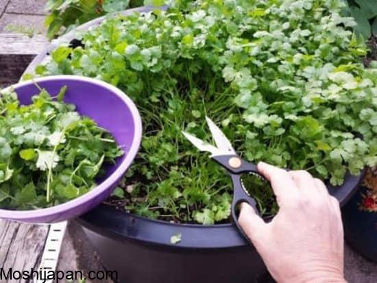 Harvesting cilantro: A step-by-step guide for better yields 3