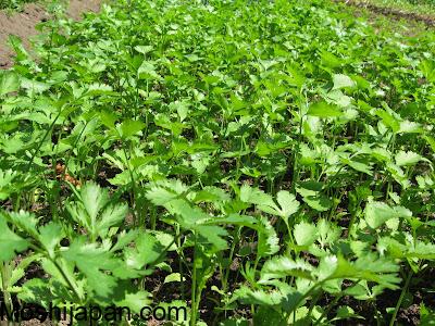 Harvesting cilantro: A step-by-step guide for better yields 4