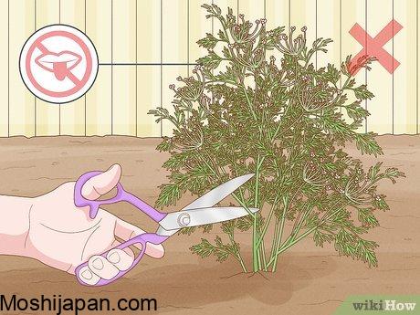 Harvesting cilantro: A step-by-step guide for better yields 5