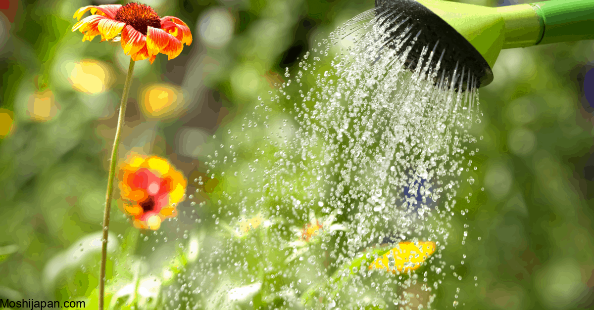 How often should I water my garden? 1