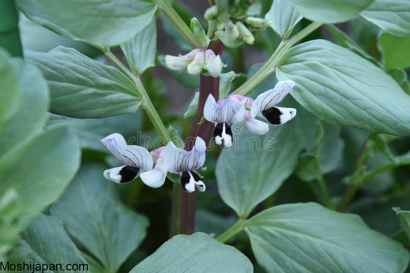 How to Prune and Harvest Fava Bean Leaves and Flowers 4