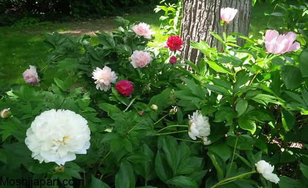 Peonies not blooming? Here’s what could be wrong 3