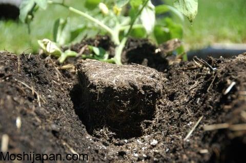 Planting Tomatoes Sideways: How Growing in a Trench Results in Bigger Healthier Plants 2
