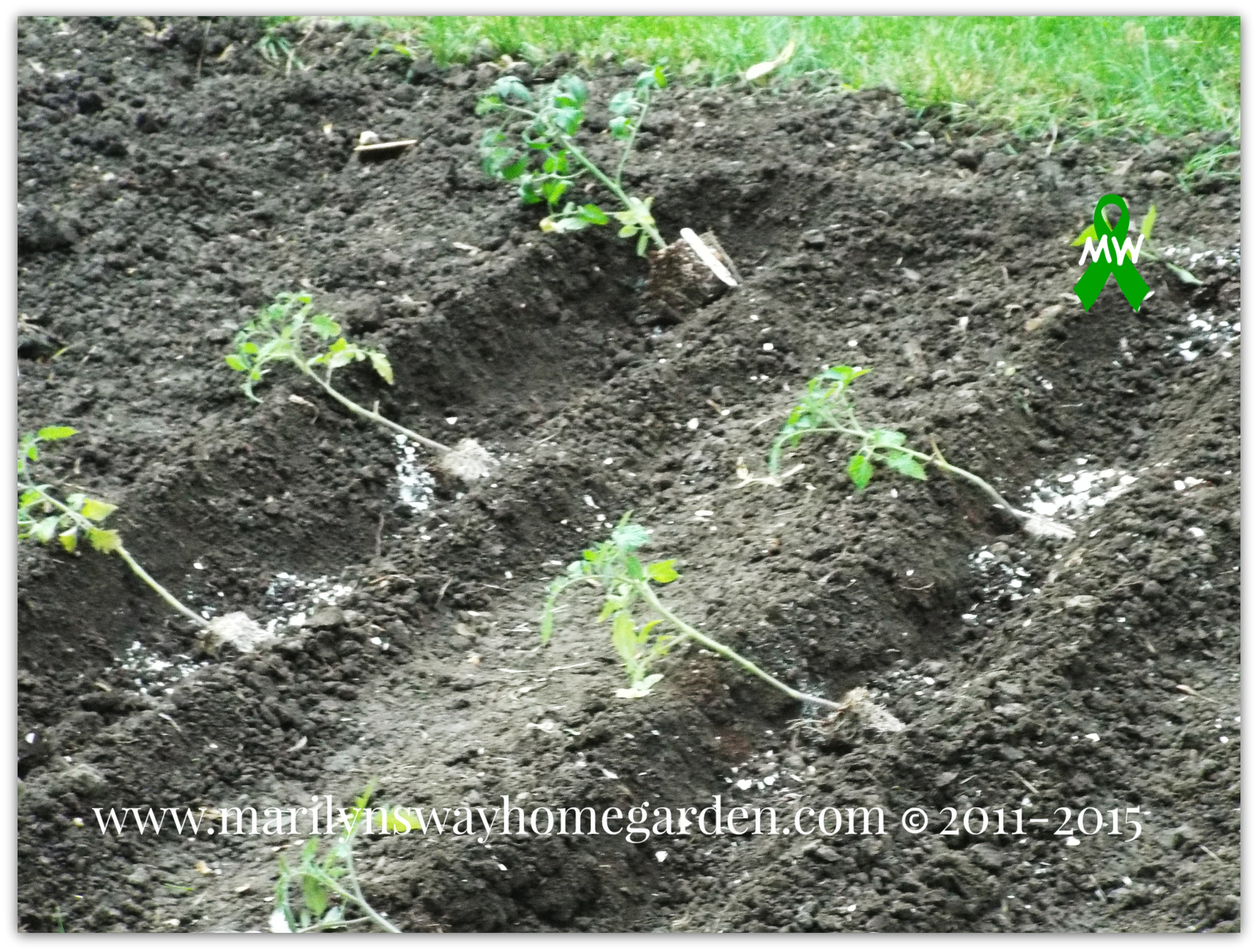 Planting Tomatoes Sideways: How Growing in a Trench Results in Bigger Healthier Plants 4