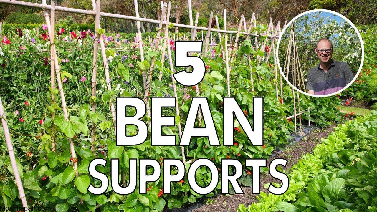 Pole bean support ideas 1