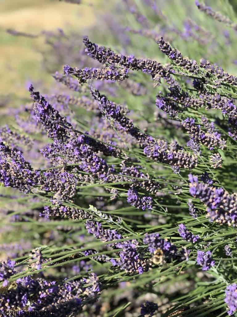 When to cut back lavender: Time your trimming for healthy plants 1